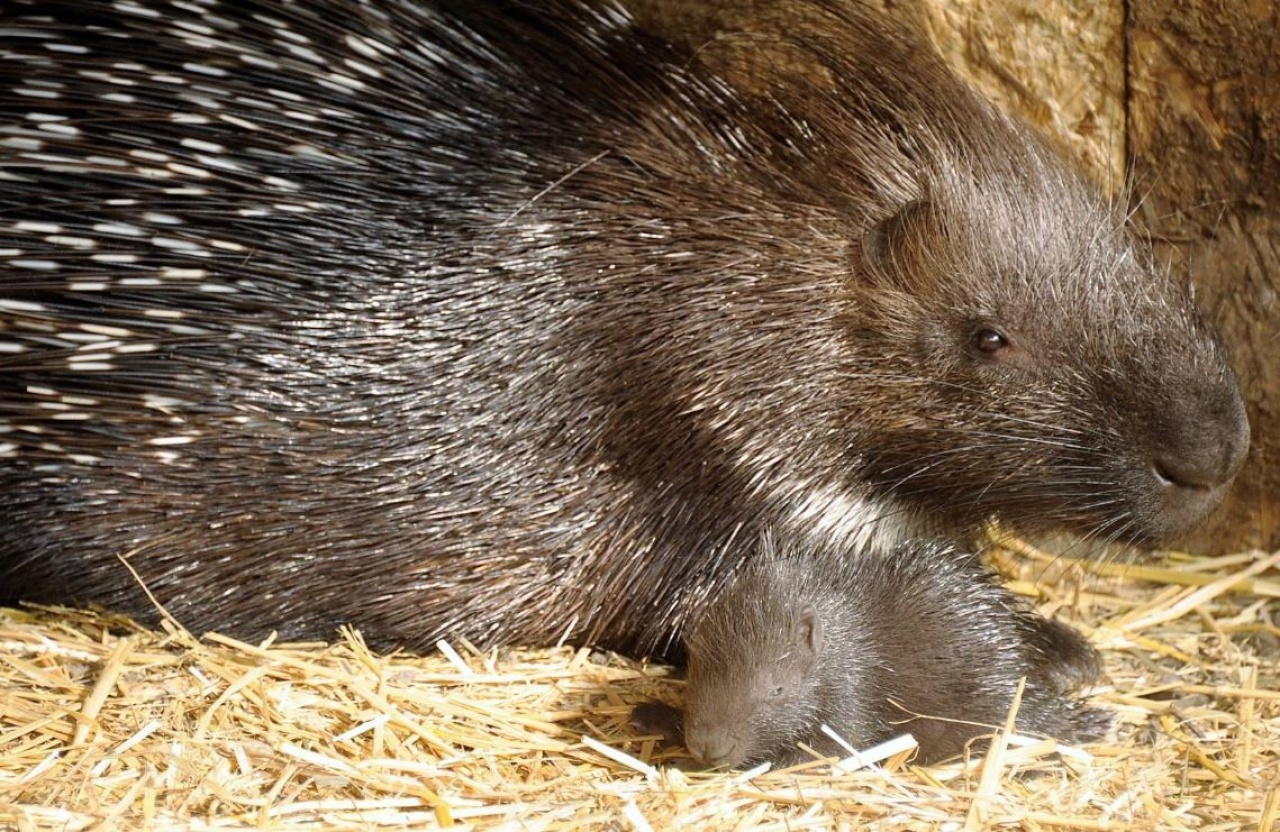 Gereza és sül – Valóságos állatmese Sóstón