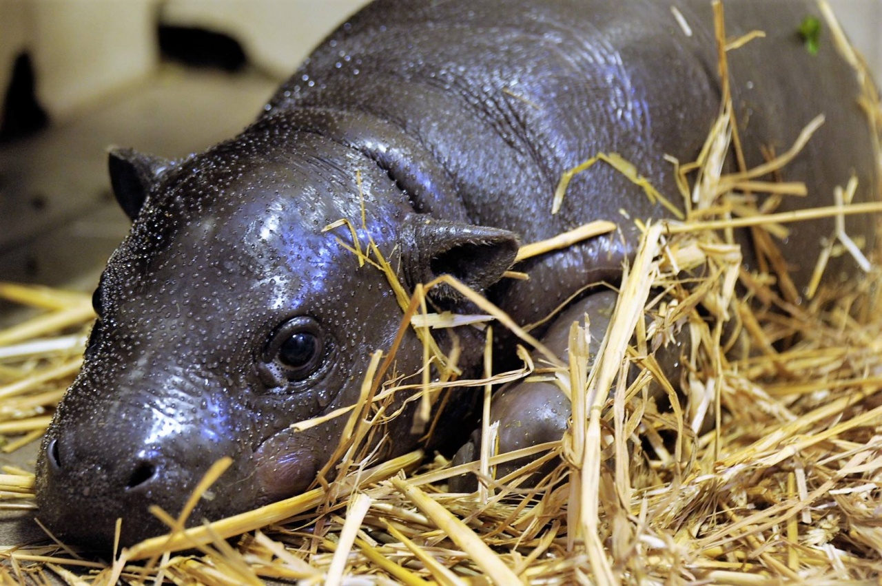 Ritka törpevíziló született