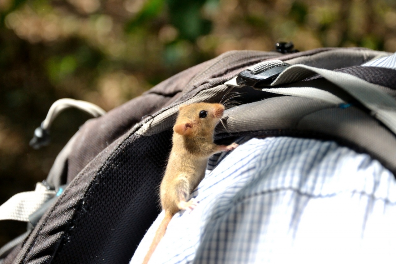 Találkozás az év emlősével és madárfiókákkal a Sóstói-erdőben