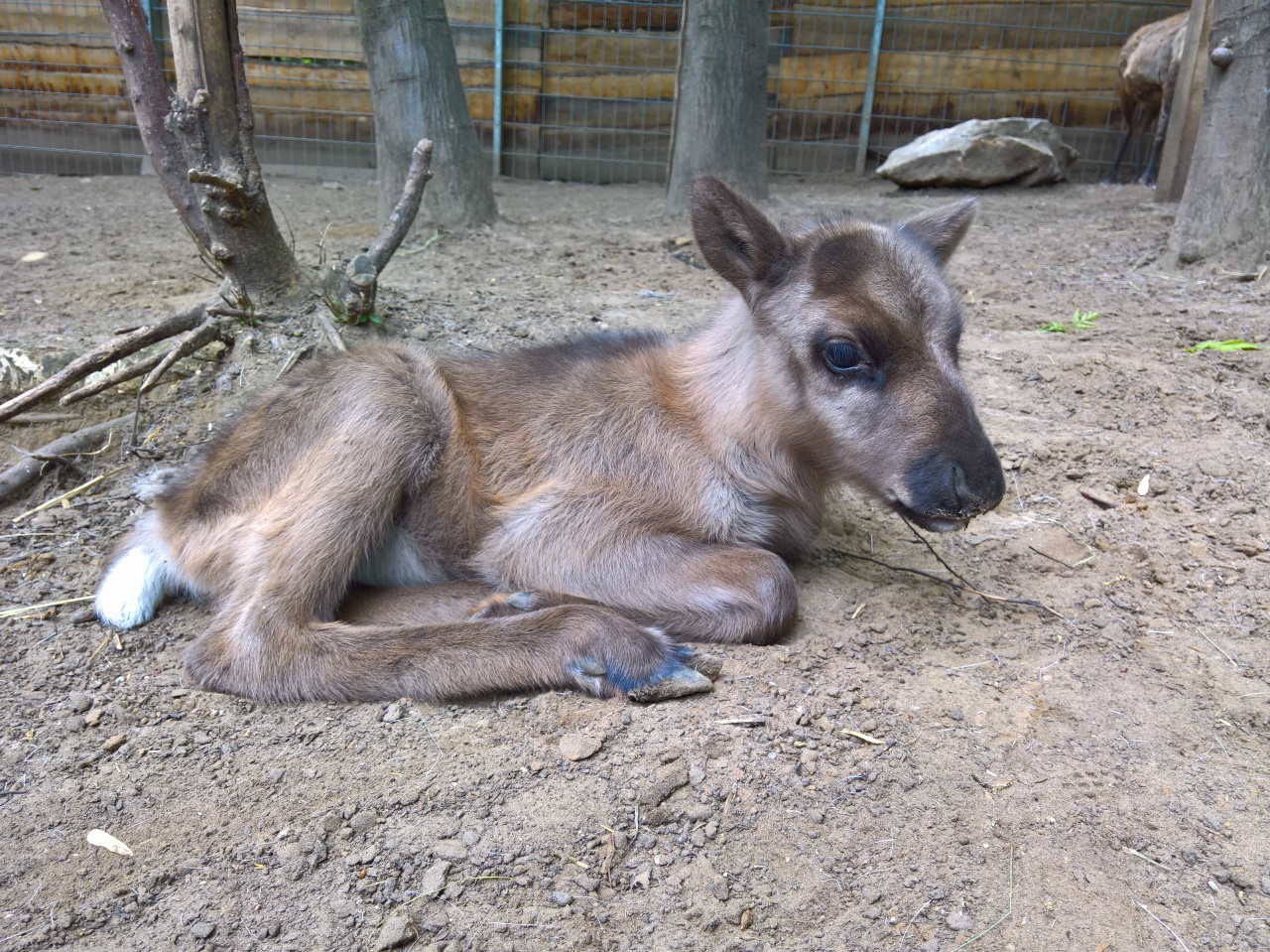 Bébi bumm a rénszarvasoknál