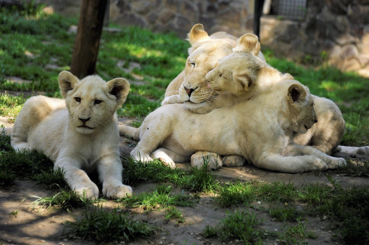 Nevet kaptak a kisoroszlánok