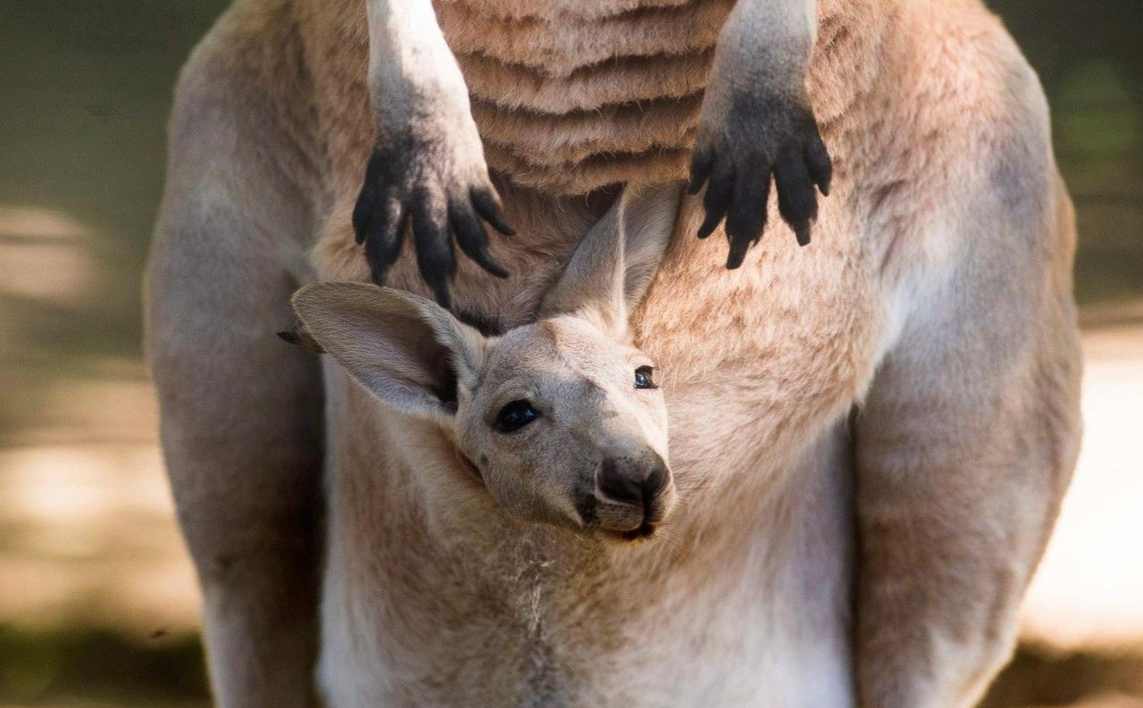 Az íreket is elvarázsolta a nyíregyházi kenguru