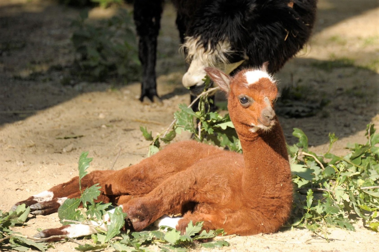 Családi örömök érték a Nyíregyházi Állatpark alpakáit