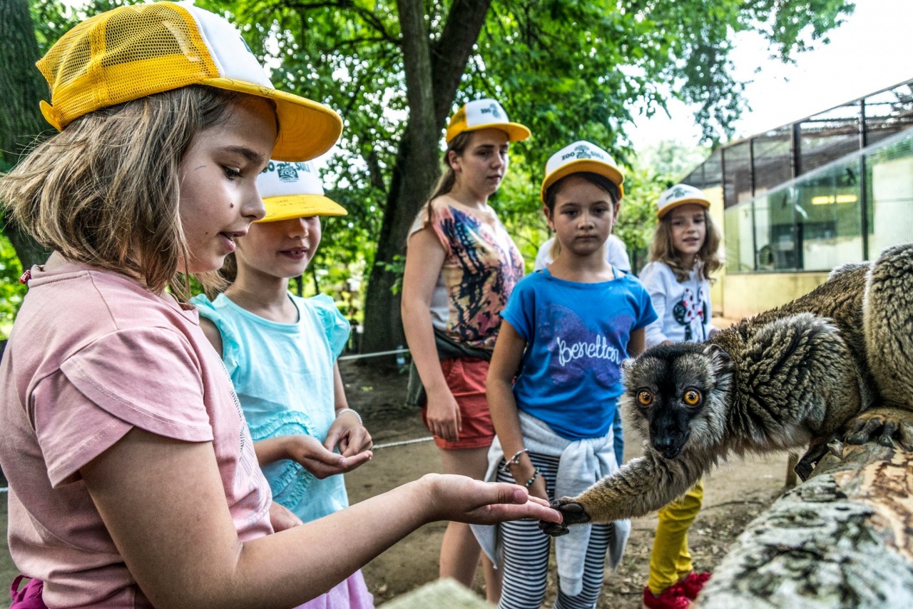 Idén is népszerű a Zoo-Suli