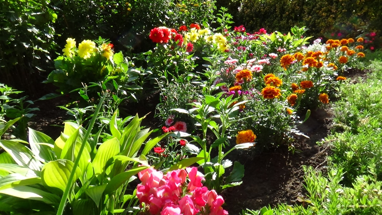 Csodájára járnak a belvárosi kiskertnek