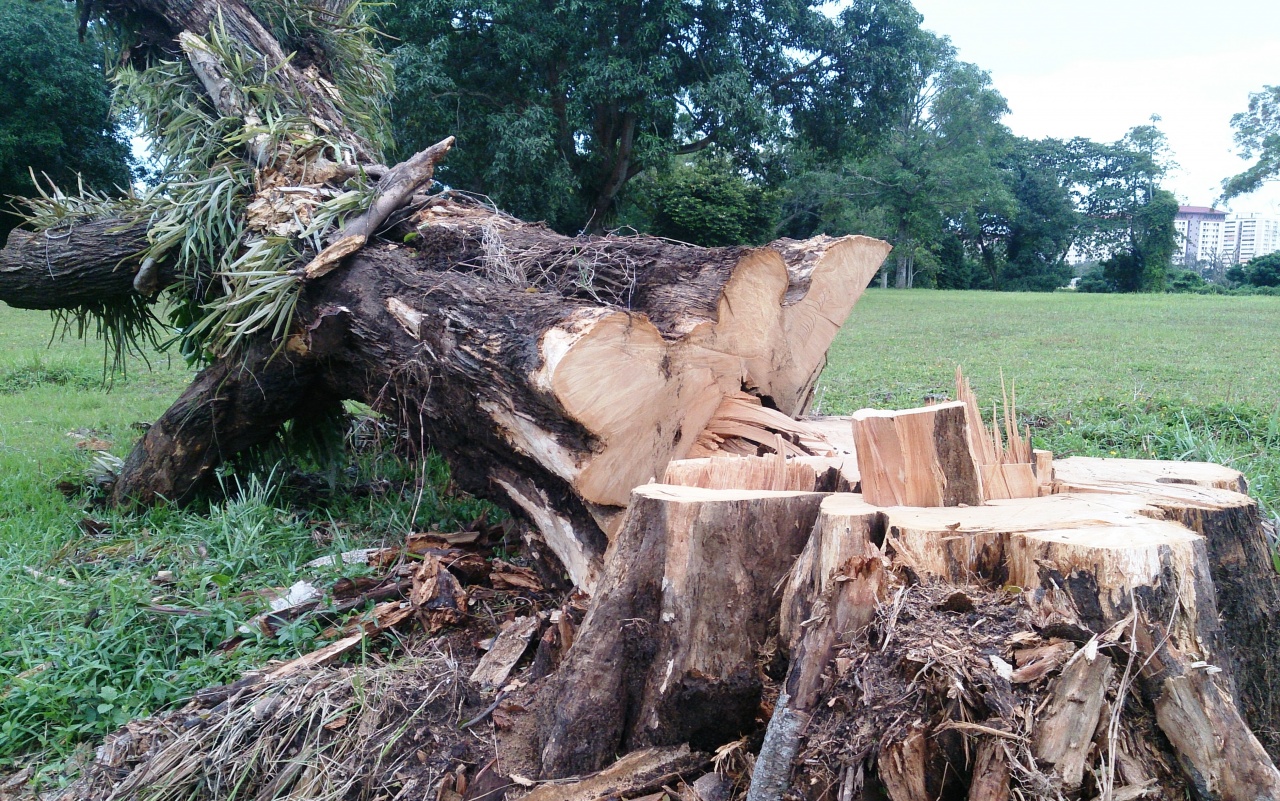 Fakivágás várható pénteken