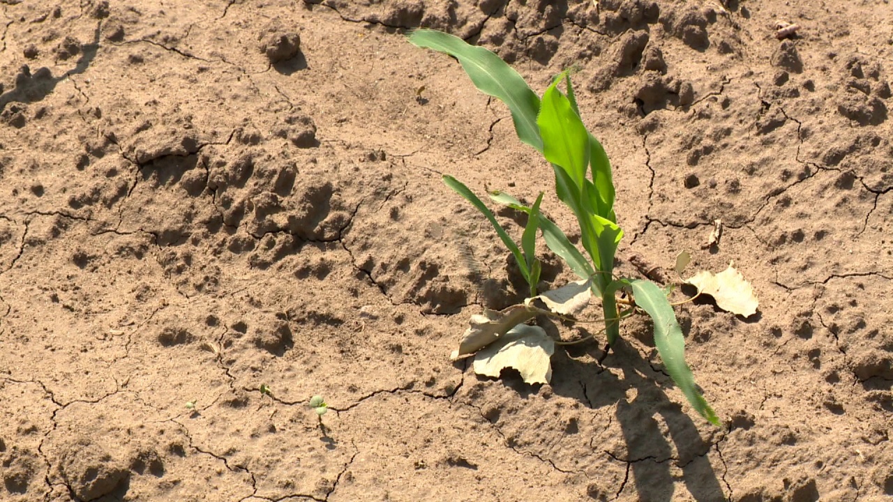 Mezőgazdasági károk