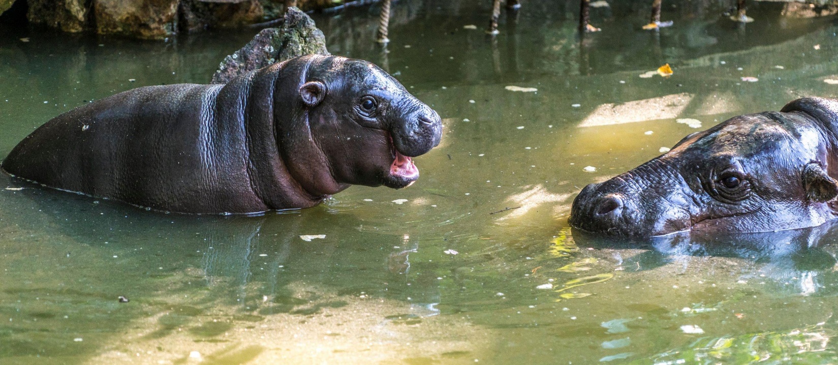 Így telnek egy három hónapos törpevíziló napjai