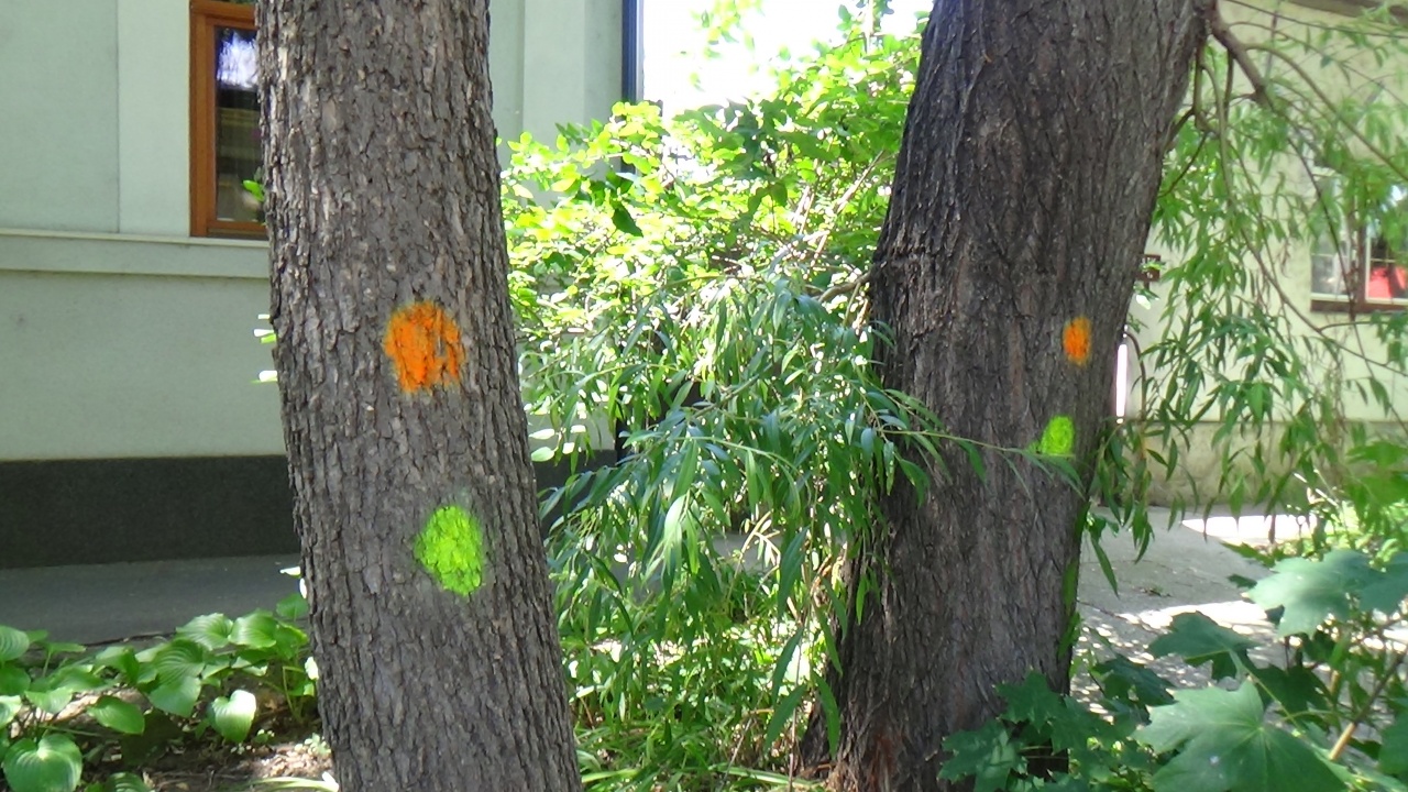 Favágási munkálatok