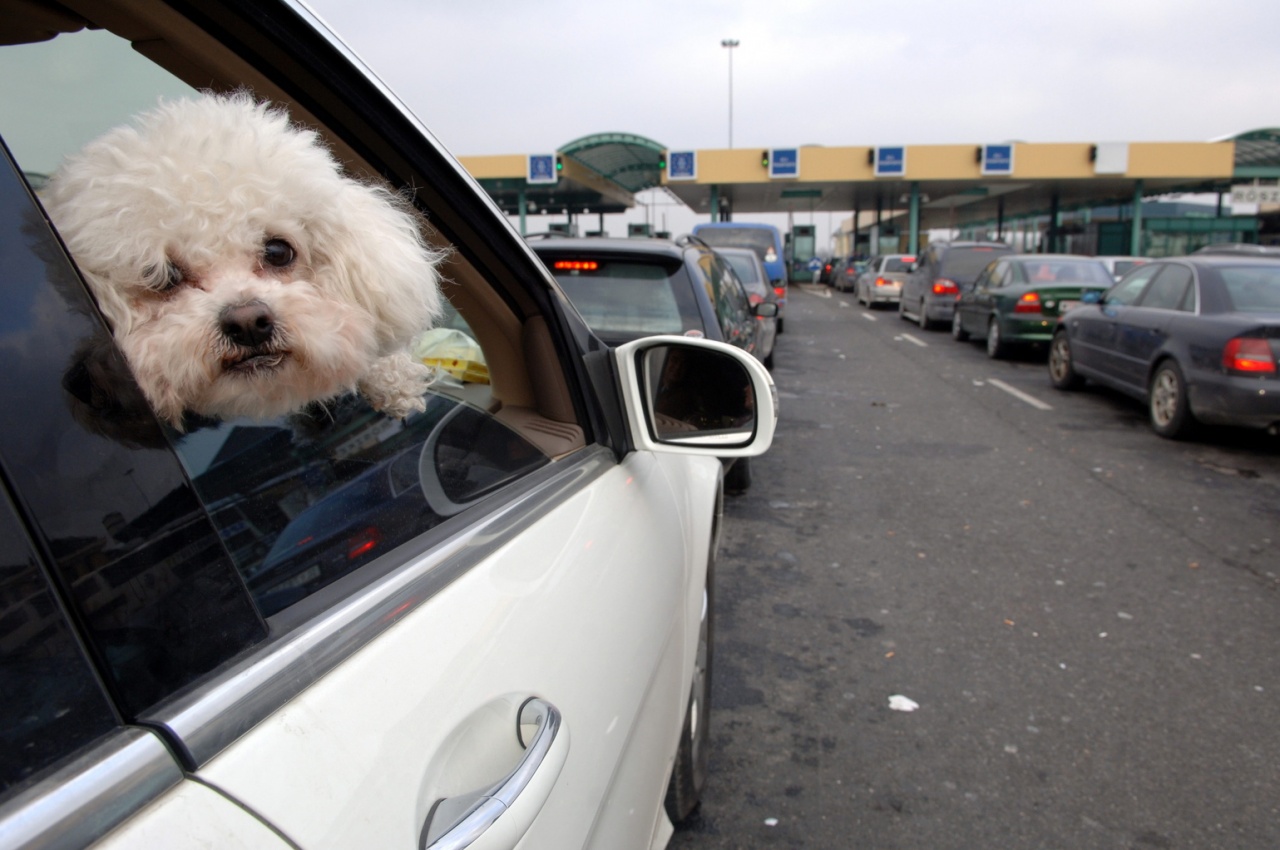 Nagy meleg, kutyasors és macskajaj: így könnyítse meg kedvence életét!