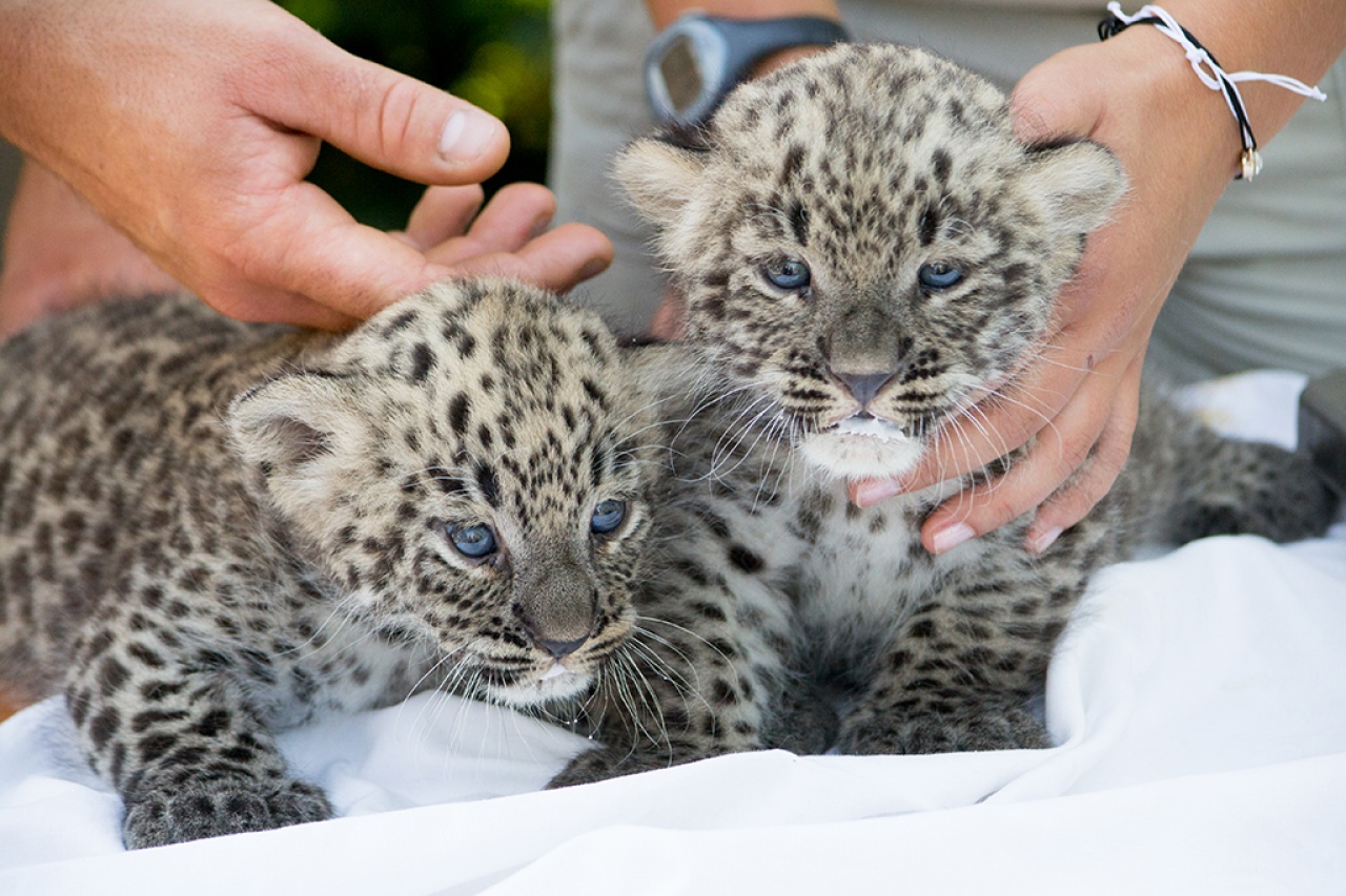 Elolvadt az ország a nyíregyházi párducoktól