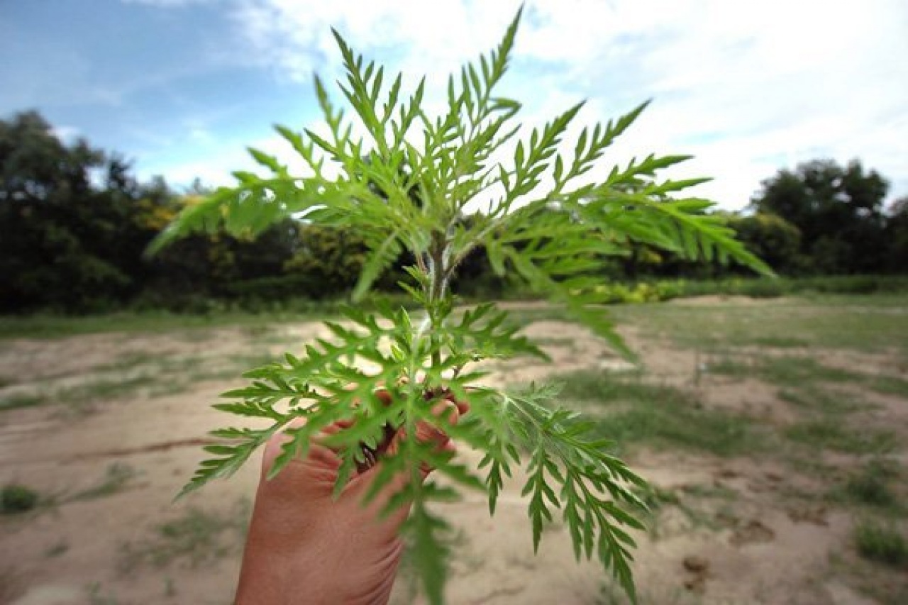 Indul a parlagfűszezon