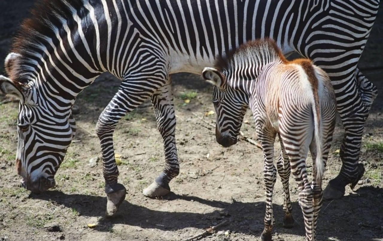 Különleges zebrák