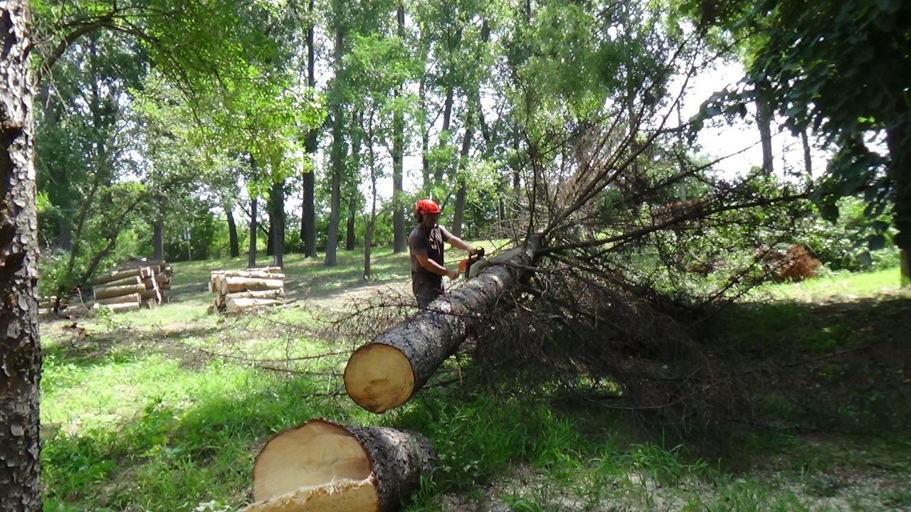 Tíz kiszáradt fenyőt vágtak ki