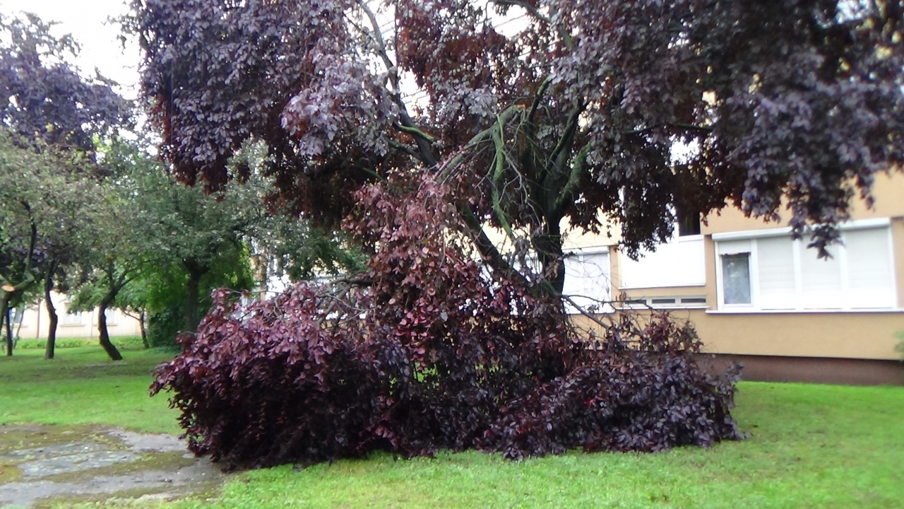 Több fát is kidöntött a hétvégi vihar