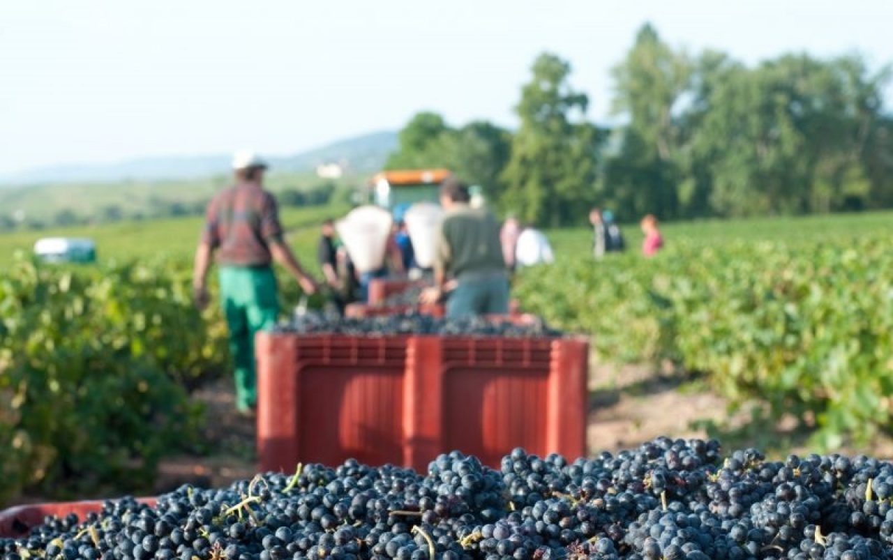 Hegyközségek: idén közel 4,1 millió mázsa szőlőtermés várható