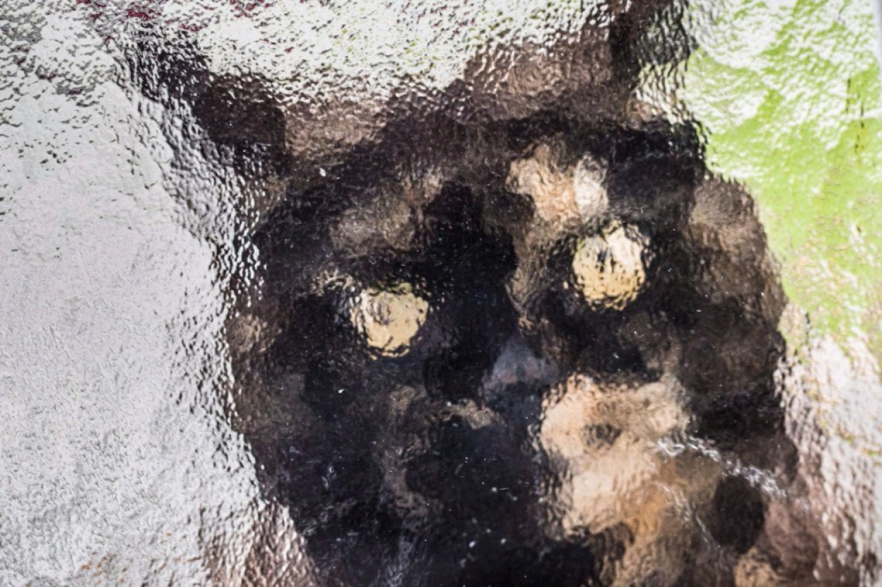 Az állatvédők adnak tanácsot a 20-ai tűzijátékhoz