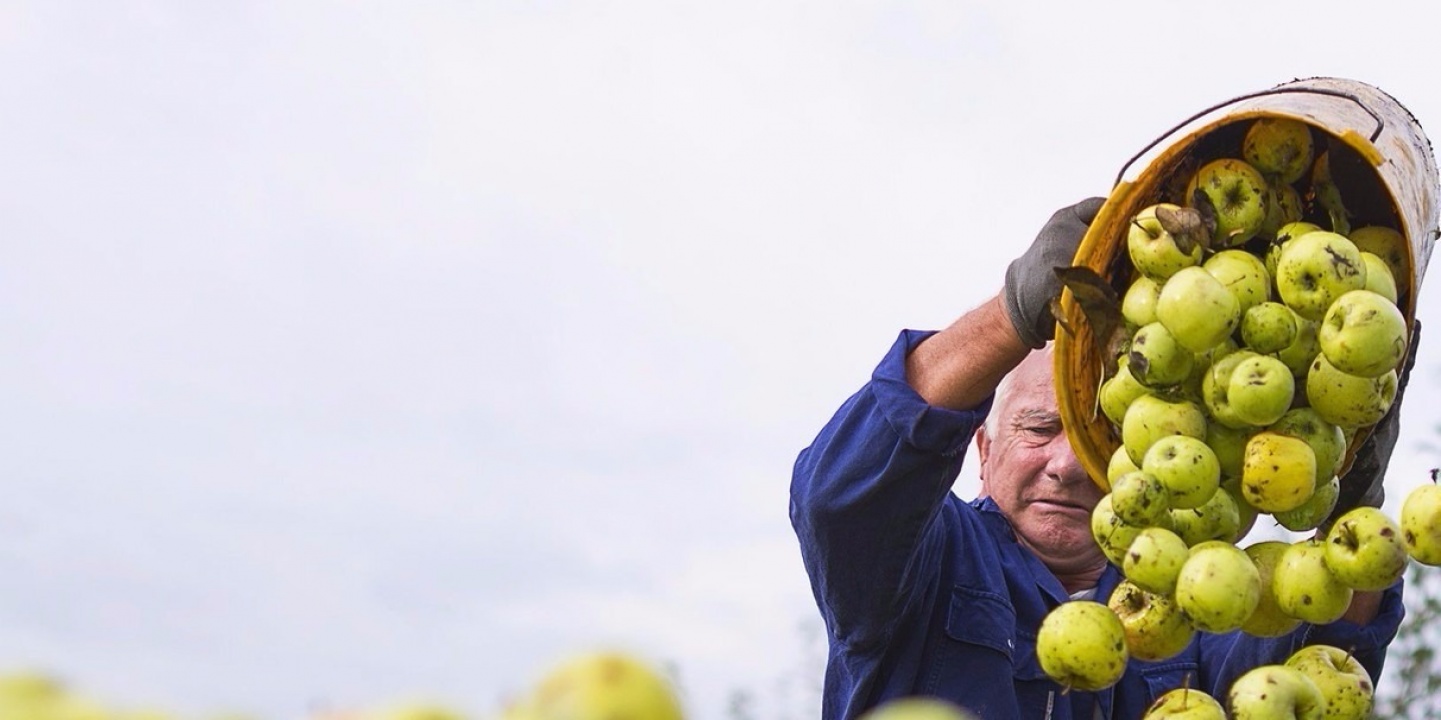 Az európai almahiány csak ideiglenesen segíti a magyar almaágazatot