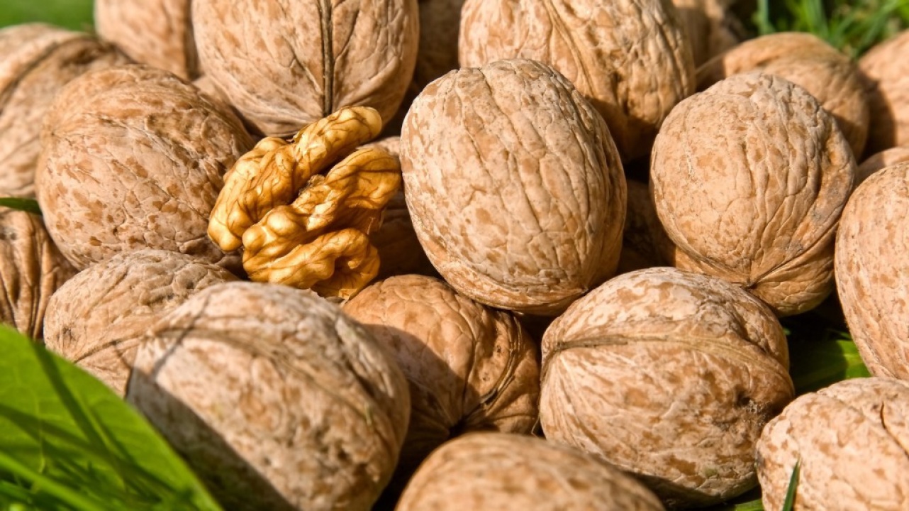 Finomabb és több diótermés várható idén