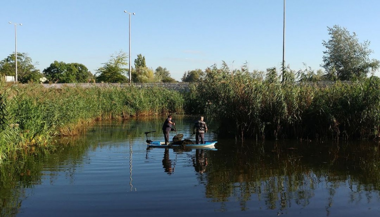 Tisztítják a tavat