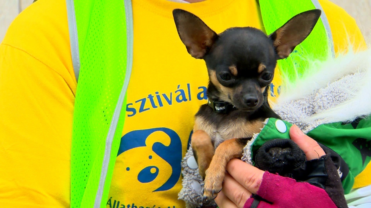 Felvonultak az állatokért