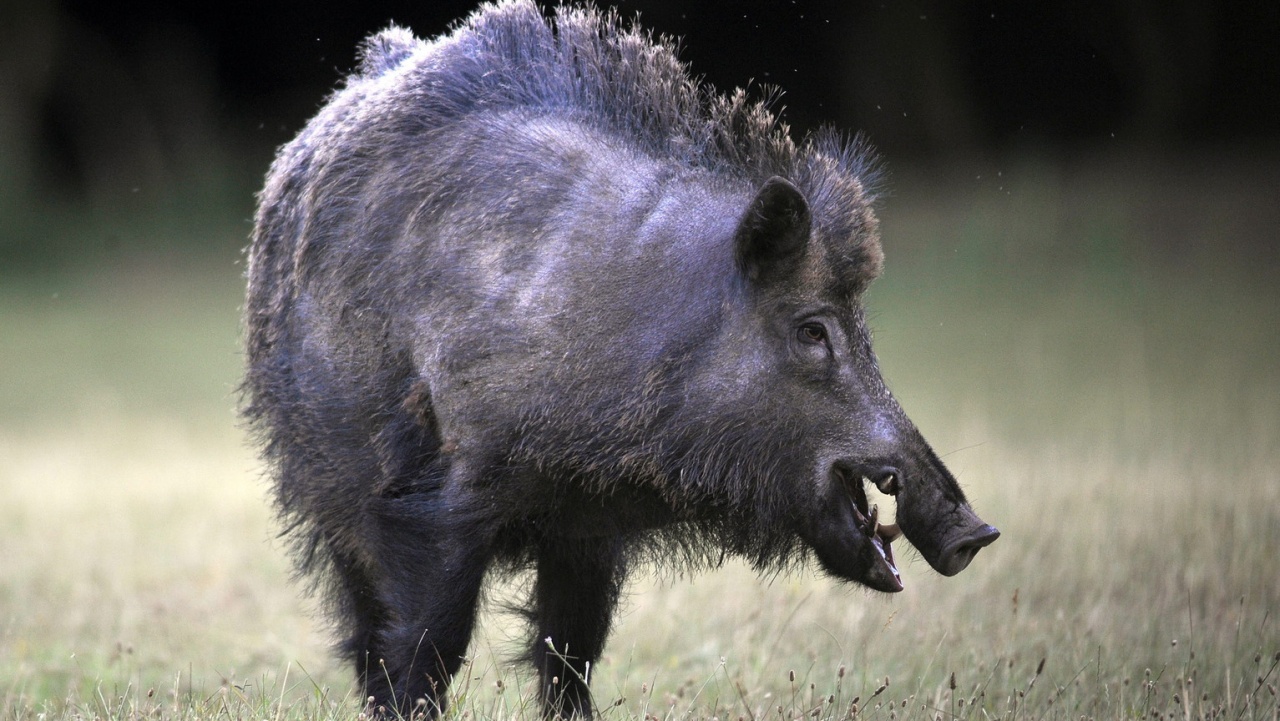 A vaddal való ütközés veszélyére hívja fel a figyelmet a Mabisz