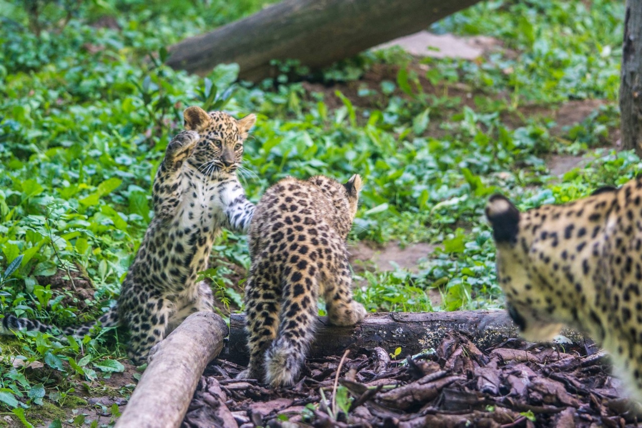 Már láthatóak a Nyíregyházi Állatpark perzsa párduc kölykei