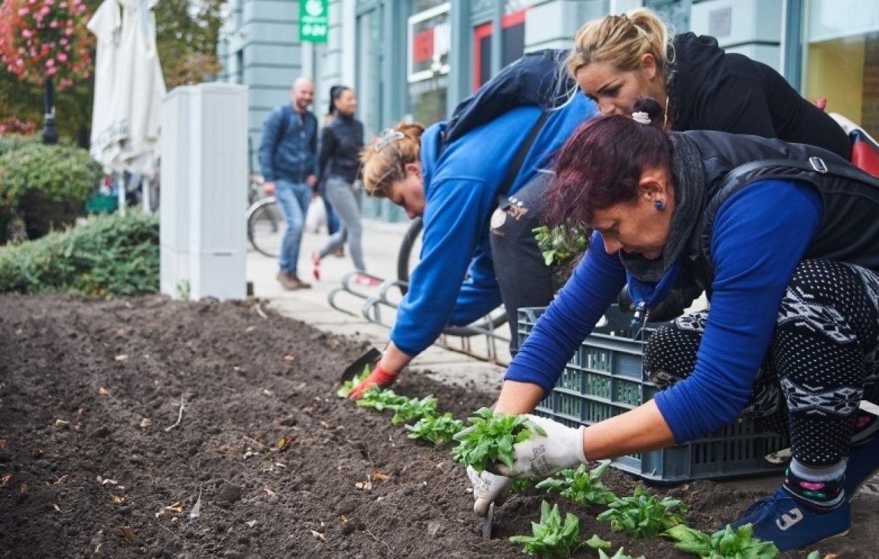 Őszi virágosítás – Színpompás belváros