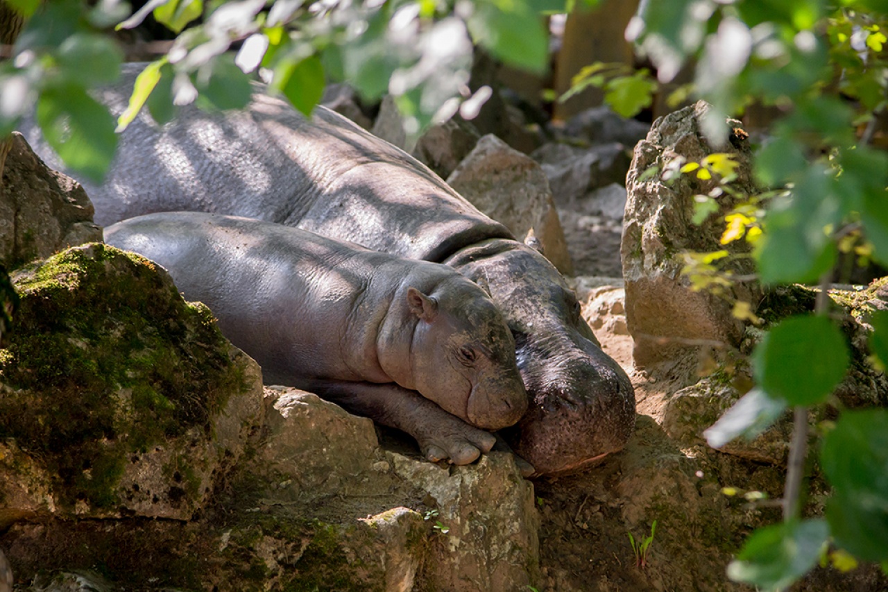 Fél éves lett a Nyíregyházi Állatpark törpevíziló borja