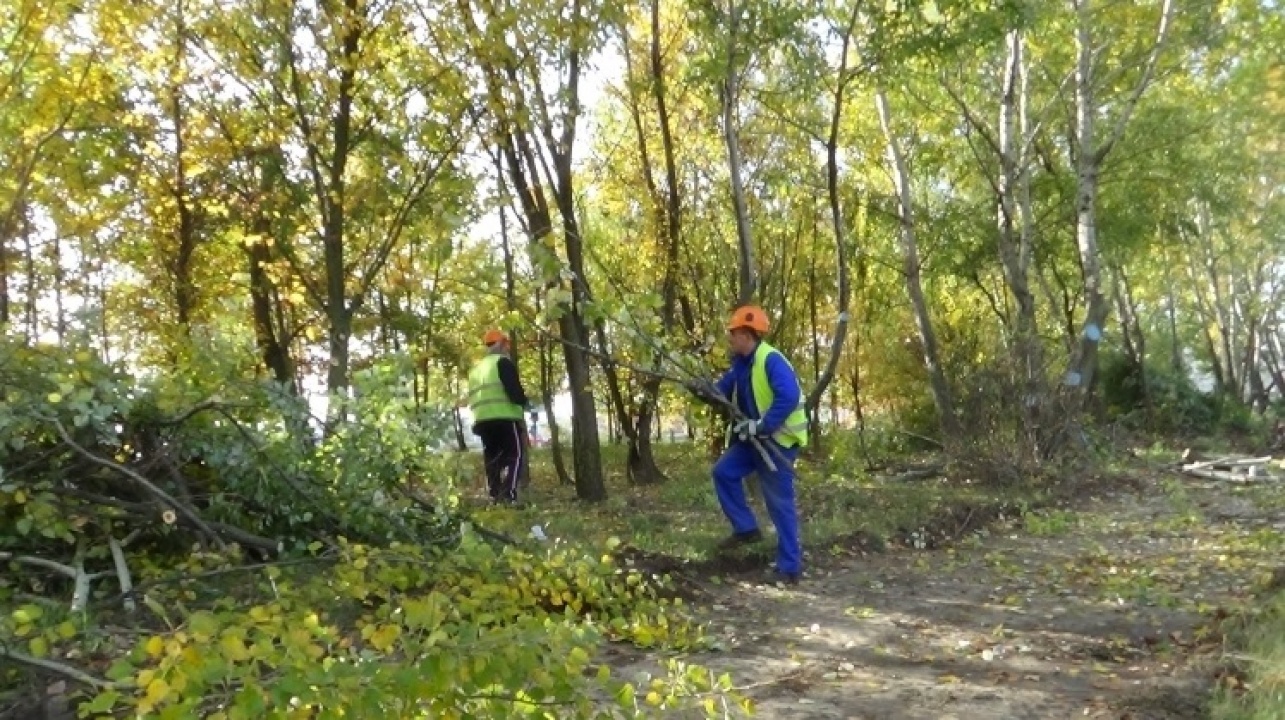 Fakitermelés kezdődik a Sóstói-erdőben