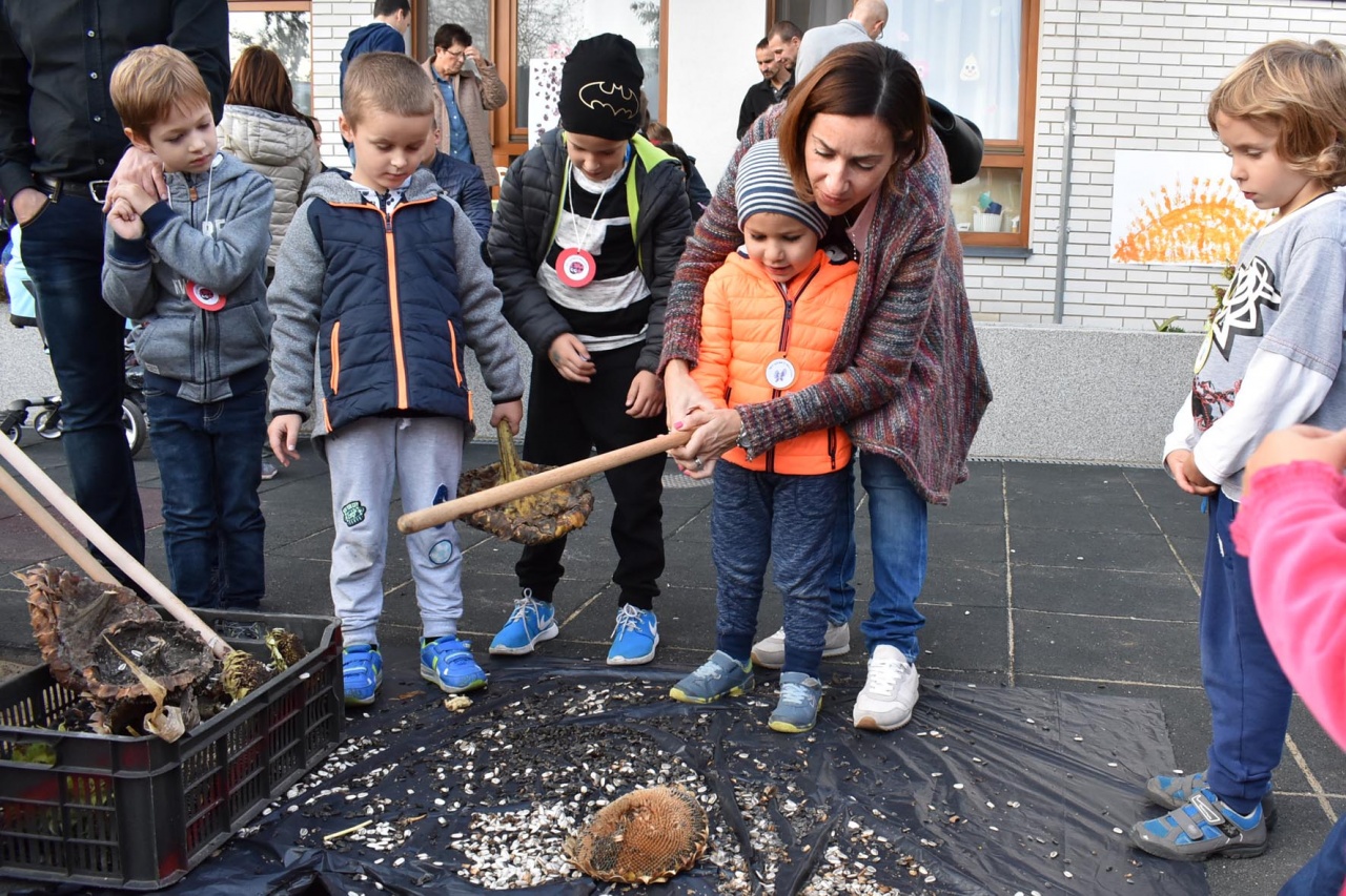 Szüreteltek az óvodások
