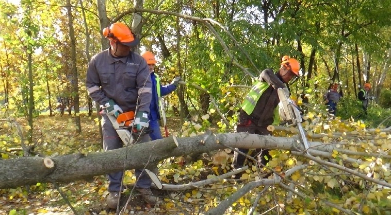 Megkezdődött a fakitermelés – útlezárásra számíthatunk