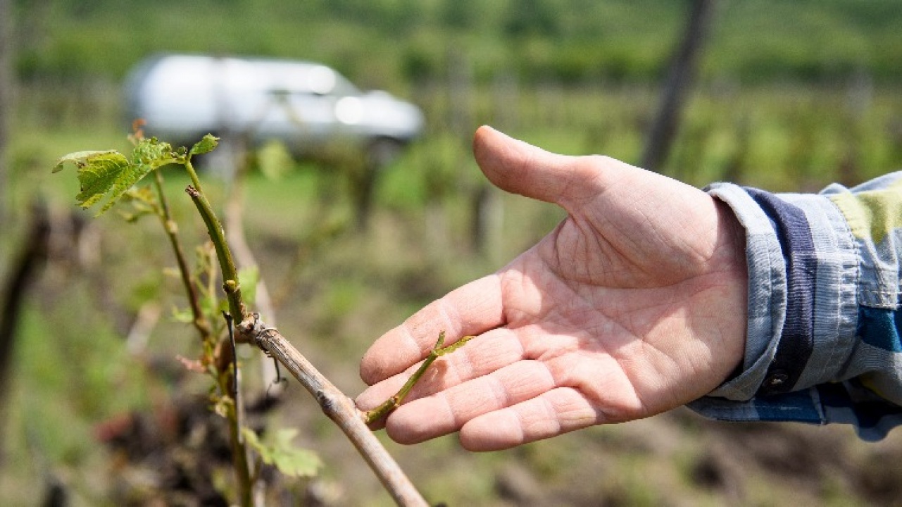 Jövő májustól működik az országos jégkár-mérséklő rendszer