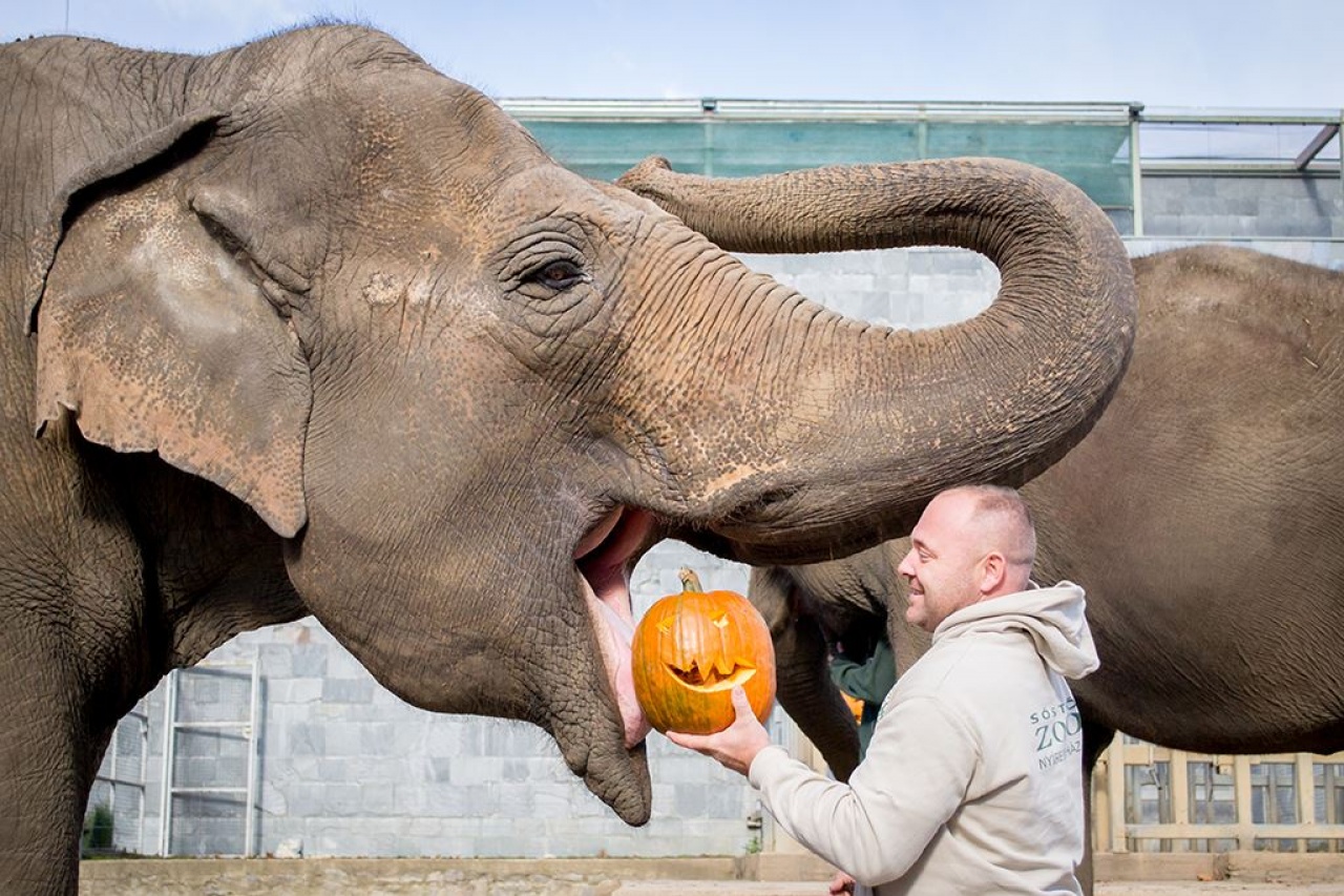 Halloween a Nyíregyházi Állatparkban