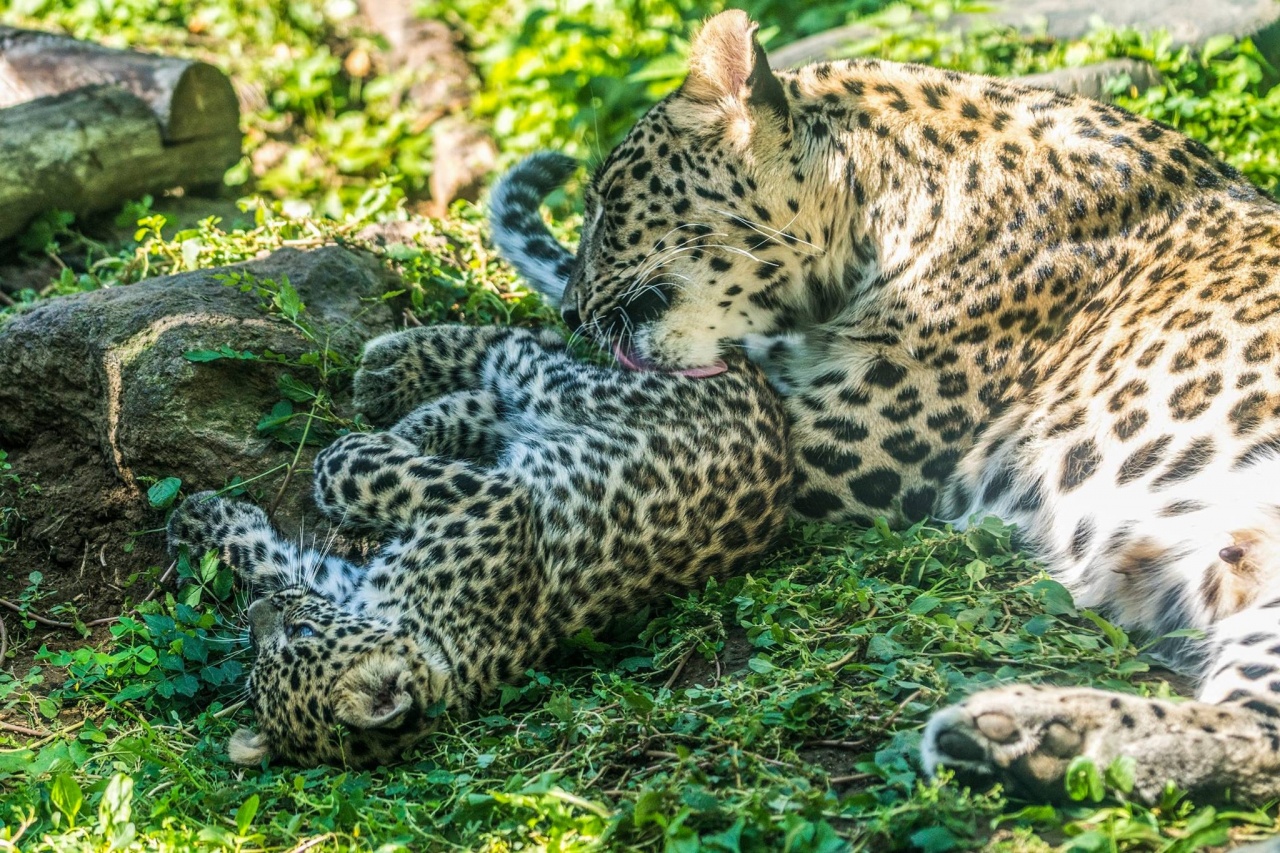 Nevet kaptak a perzsa párduc ikrek