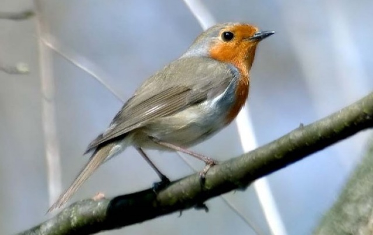 Hamarosan kezdődik a 128. országos énekesmadár-etetési szezon