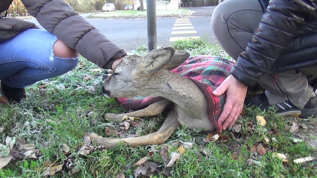 Őzet gázoltak a Korányin: cserbenhagyták, de a járókelőknek köszönhetően felépülhet