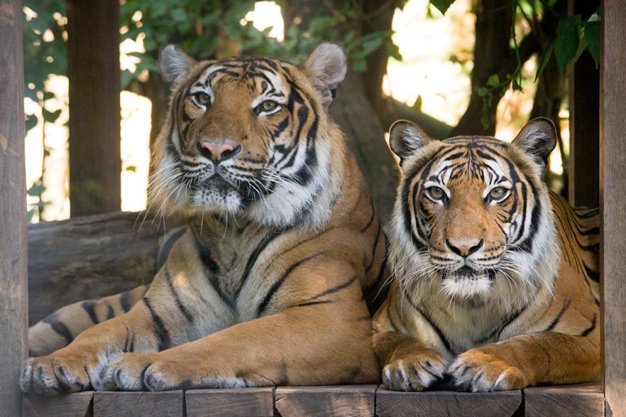A Nyíregyházi Állatpark tigrisei