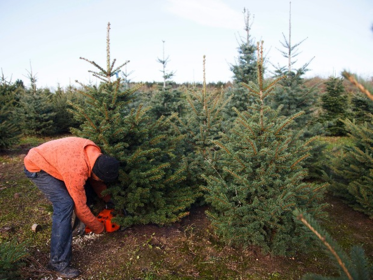 Karácsonyra 400-500 hektáron nevelt fenyőfát adnak el Magyarországon évente