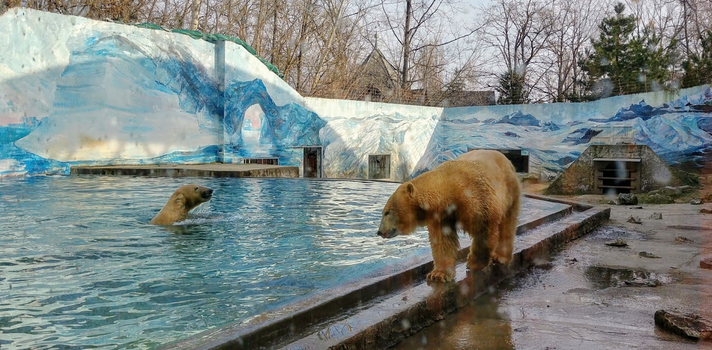 Hihetetlen: jegesmedvét kaptak ajándékba!