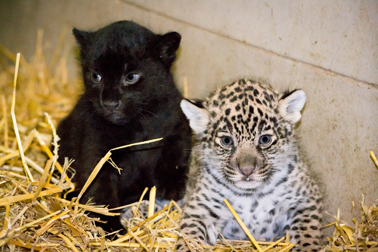 Karácsonyi csoda: Imádnivaló jaguár kölykök születtek a Nyíregyházi Állatparkban