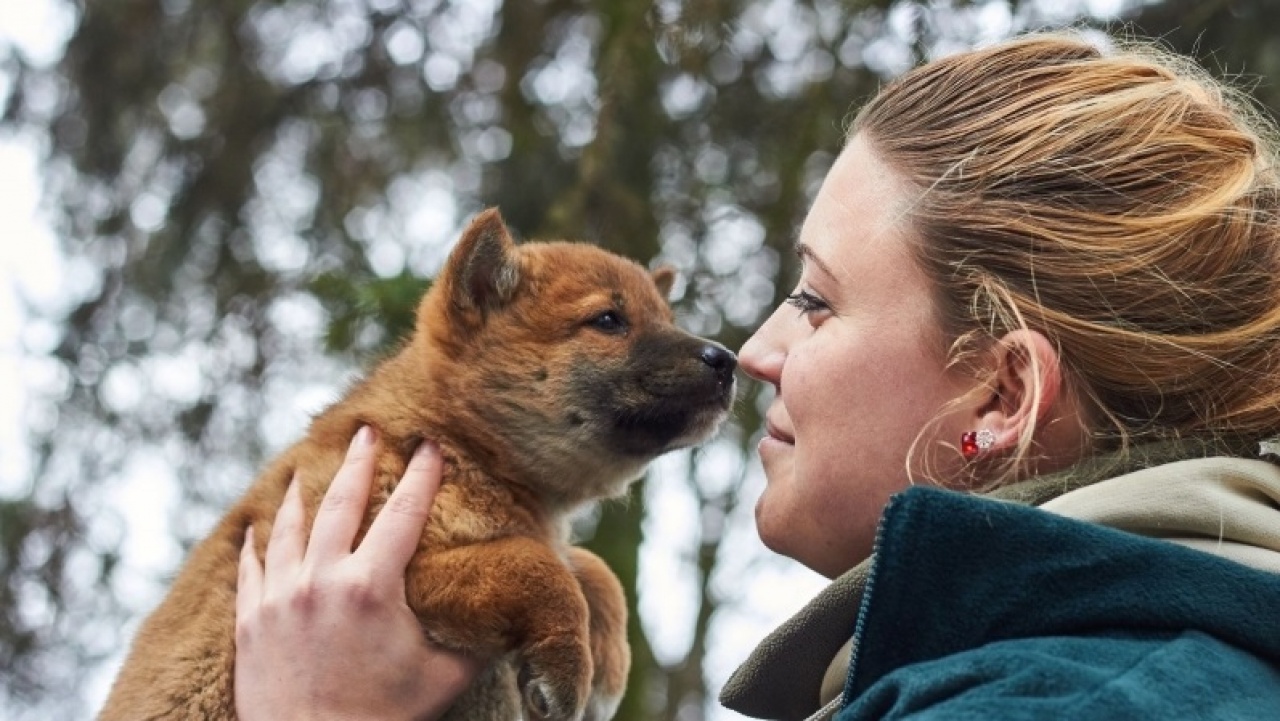 Meg kell zabálni – Dingó kölyök született az állatparkban