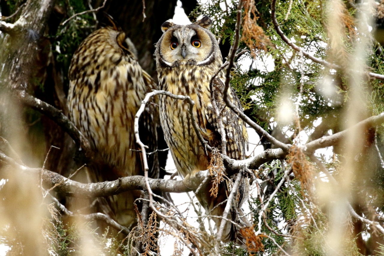 Január 19. és 22. között zajlik az erdei fülesbagoly telelőhelyek országos felmérése