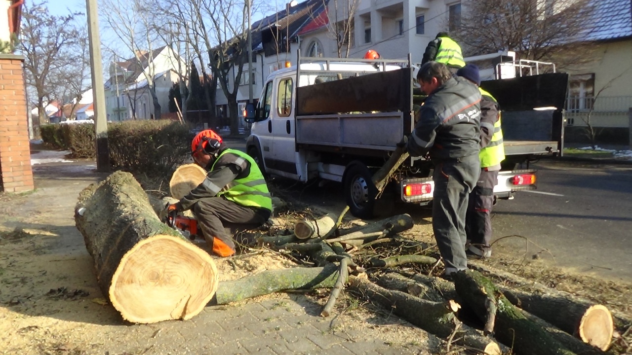 Balesetveszélyes fákat vágtak ki és gallyaztak a NYÍRVV munkatársai