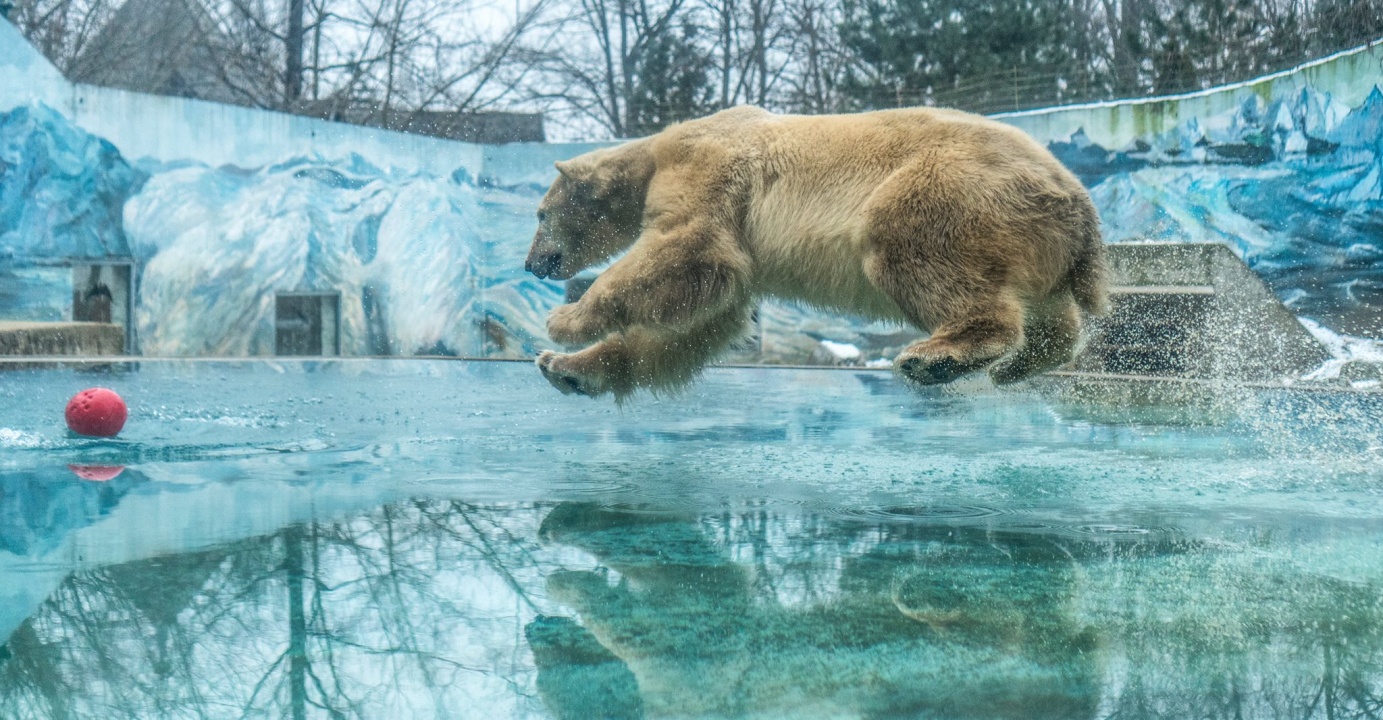 Januári csobbanás – Így élvezi a telet a Nyíregyházi Állatpark jegesmedvéje