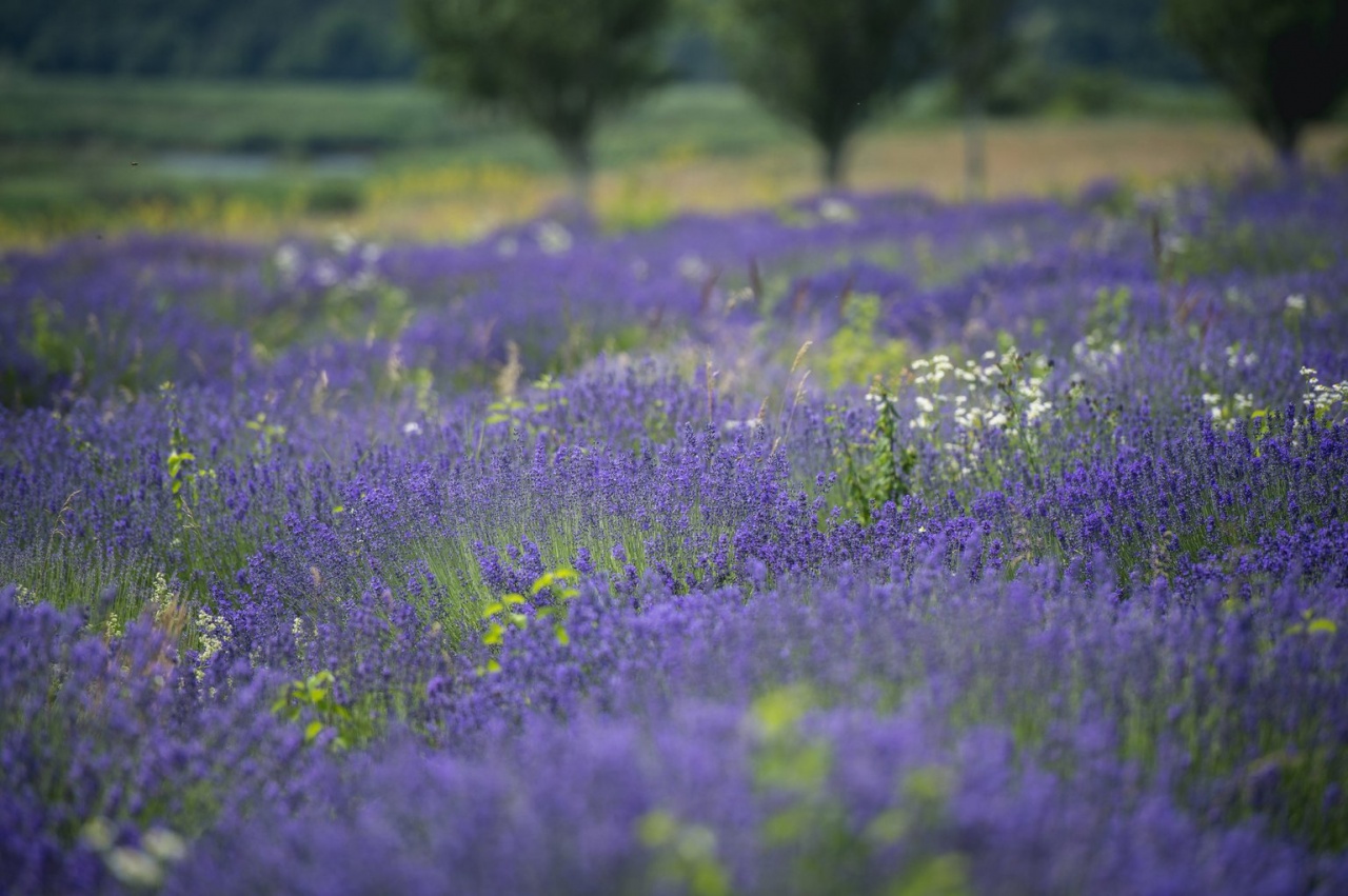 Még ma is kutatják a levendula hatásait