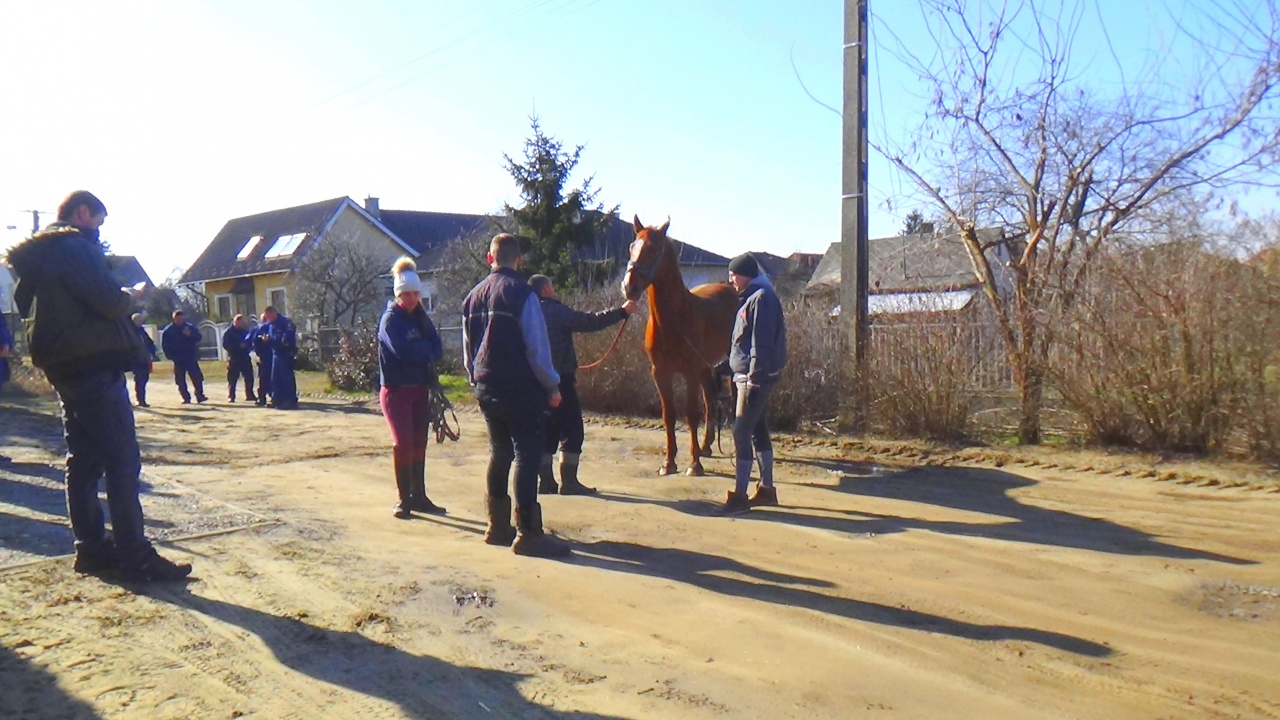 Befogták a Pazonyi út közeléből elszabaduló lovat, előtte azonban átvágtázott Nyíregyházán