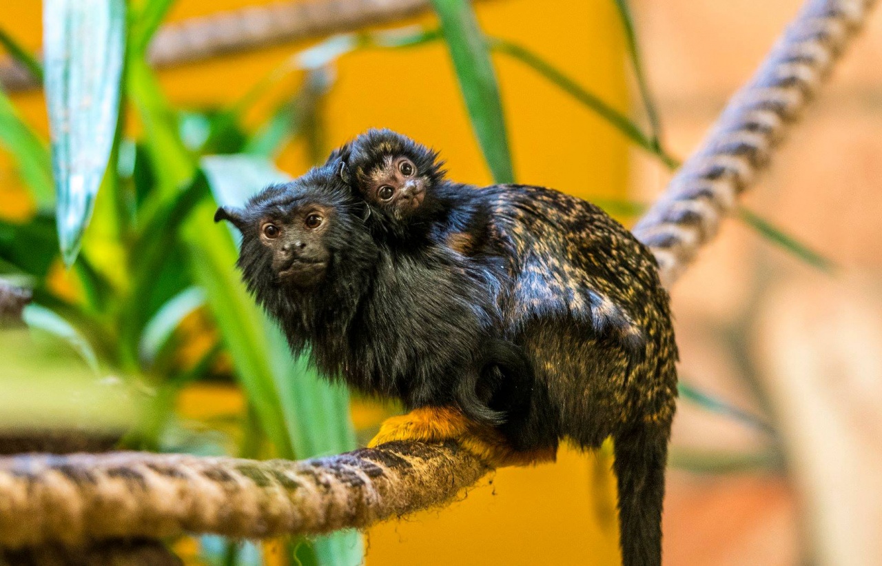 Elolvadtunk! – Aranykezű tamarin született a Nyíregyházi Állatparkban