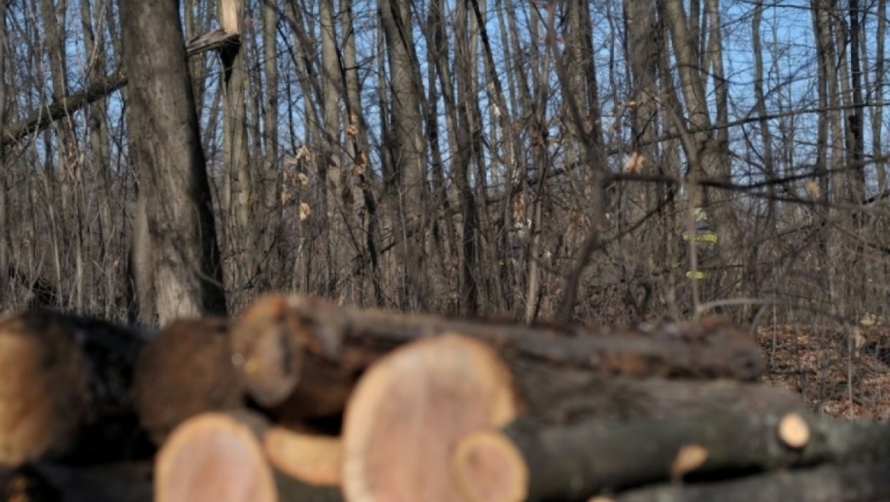 Több mint 38 ezer köbméter szociális tűzifát vásároltak a NYÍRERDŐ-től