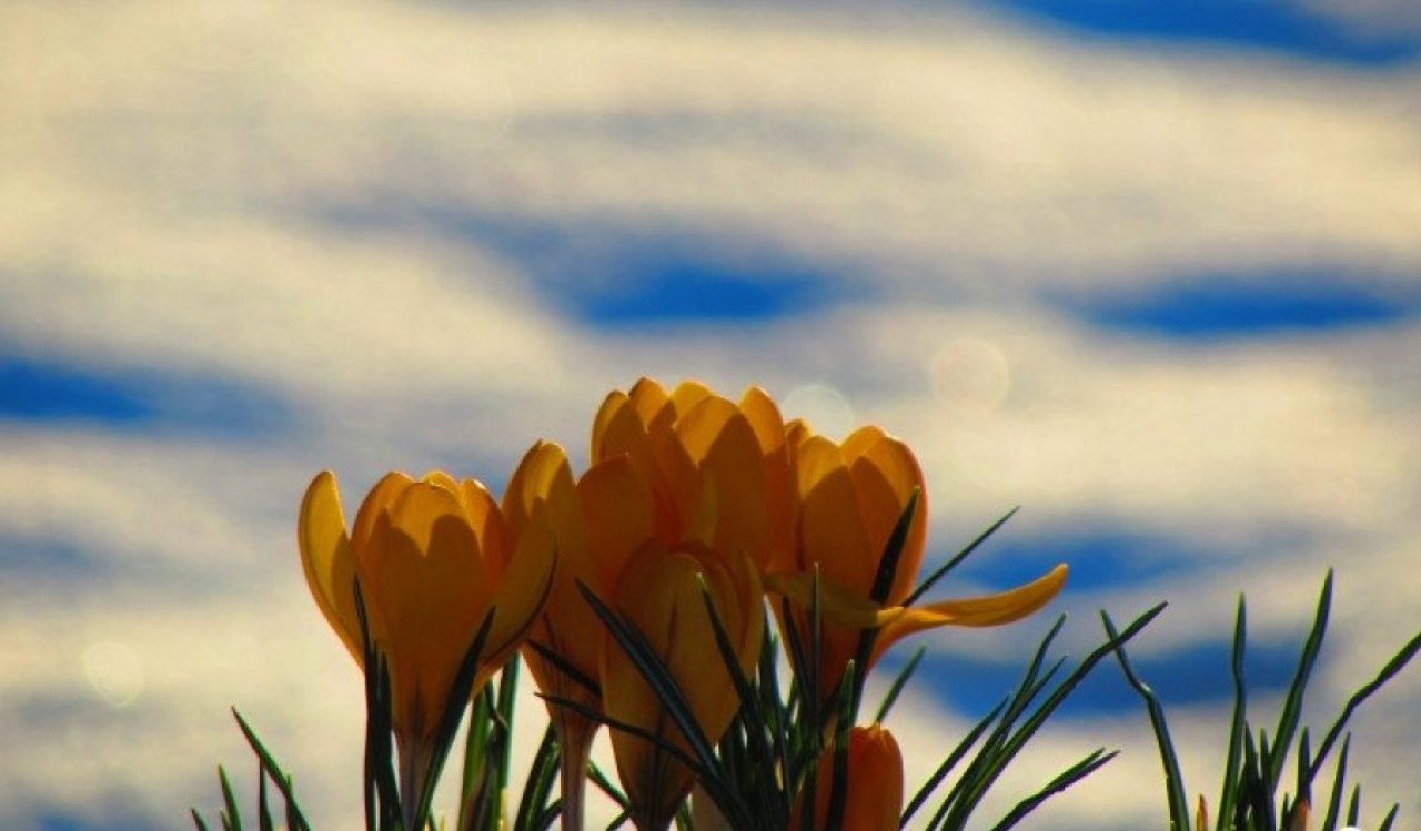 Jön a tavasz – Közel 20 fokot mérhetünk vasárnap